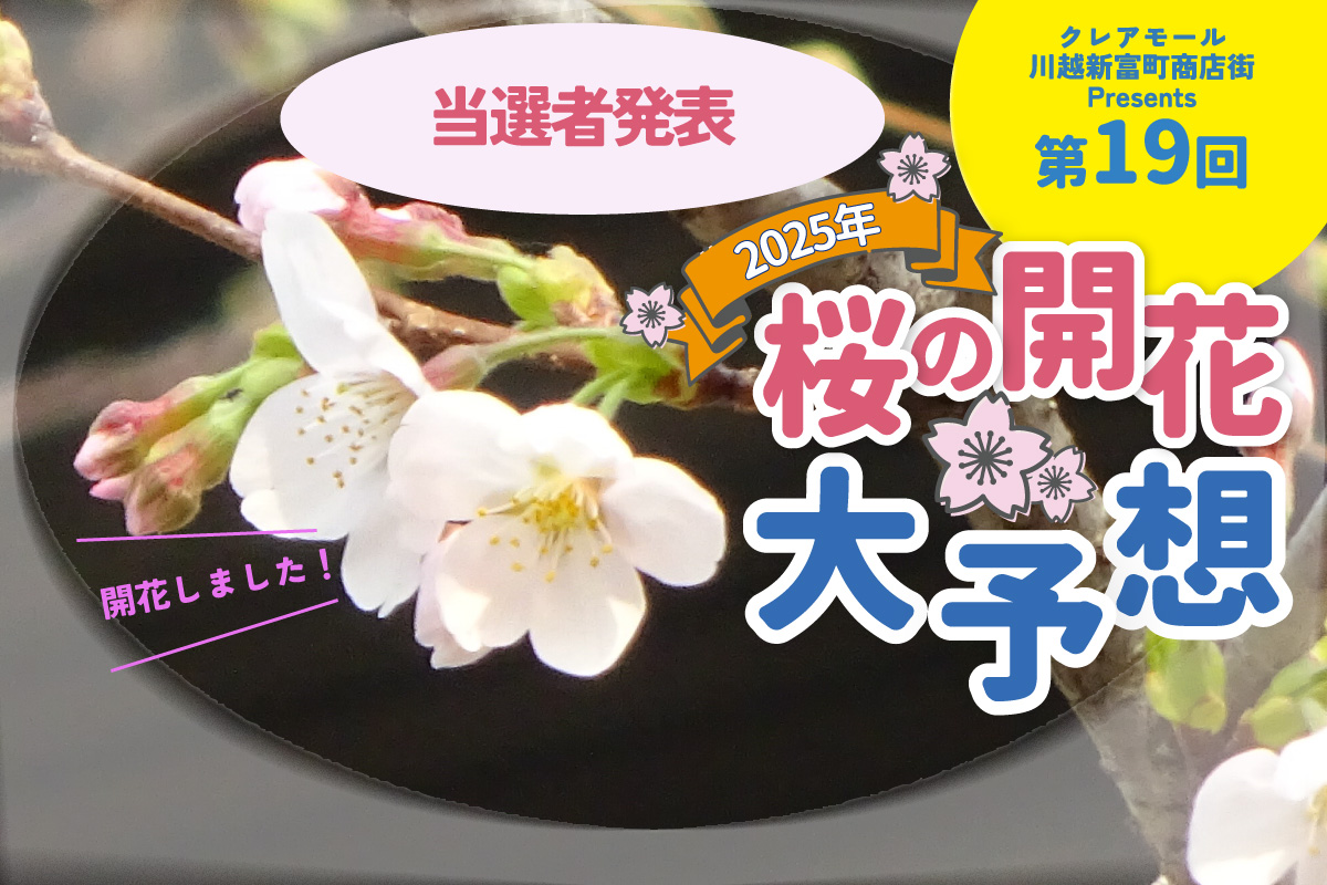 桜の開花大予想2025・当選者発表！！満開日も発表されました！