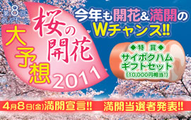 第8回クレアモール 桜の開花大予想!!